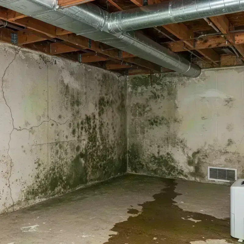 Professional Mold Removal in Saint Paul, MO